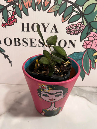 Hoya sp. aff burtoniae