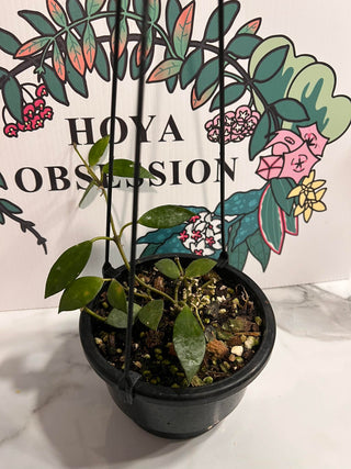 Hoya af. lacunosa, Full Plant