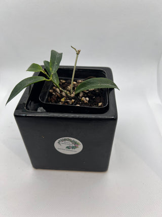 Hoya chloranta