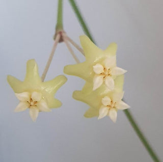 Hoya fischeriana