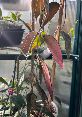 Hoya flagellata (Pink Flowers)