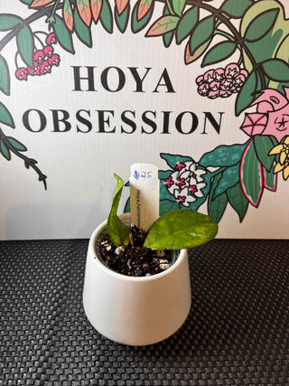 Hoya hainanensis