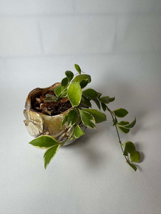 Hoya heuschkeliana (Outer variegated)