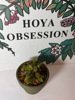 Hoya bilobata - Sierra Bullones (Ceramic Pot 1)