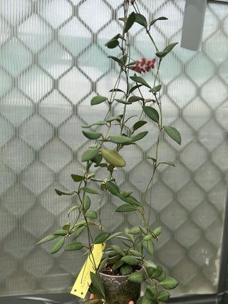 Hoya sp. aff burtoniae