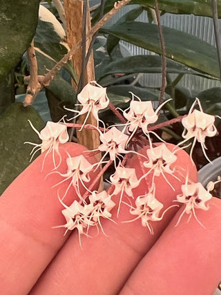 Hoya flagellata (Pink Flowers)