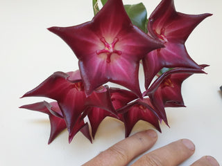 Hoya macgillavrayi