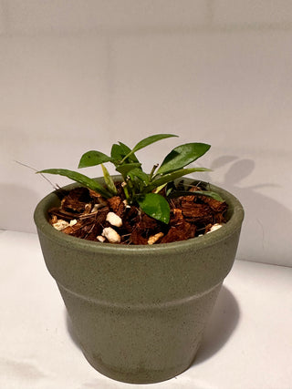 Hoya bilobata - Sierra Bullones (Ceramic Pot 1)