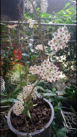 Hoya nummularioides