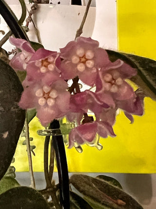 Hoya thomsonii (Pink)