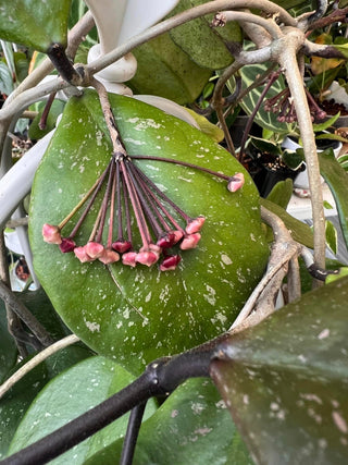 Hoya obovata (Chimera)