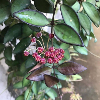 Hoya ‘Rosita'