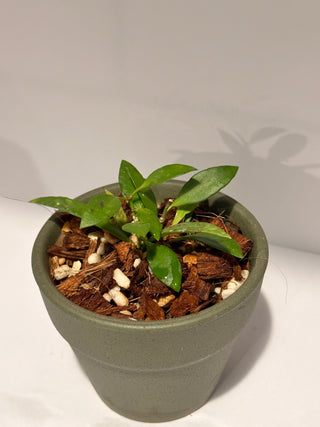 Hoya bilobata - Sierra Bullones (Ceramic Pot 1)
