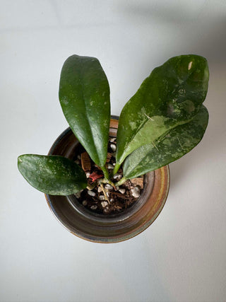 Hoya nervosa jokul (Silver) - Rare