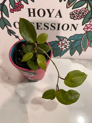 Hoya cf. macrophylla, Full plant