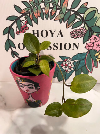 Hoya cf. macrophylla, Full plant