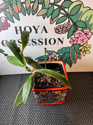 Hoya plicata