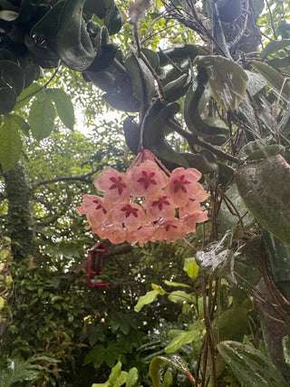 Hoya blashernaezii ssp. siariae (chimeric)