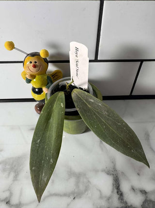 Hoya ‘Soul Stone’