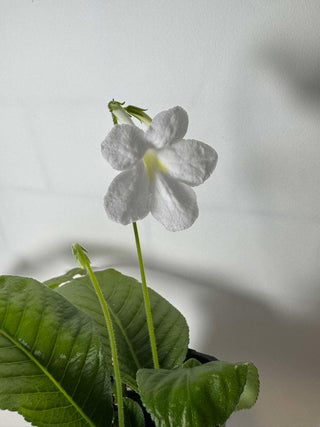 Streptocarpus/Cape primrose - White