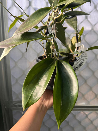 Hoya verticillata (Formerly Hoya pottsii)